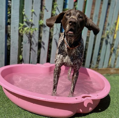 Pawprints doggy daycare