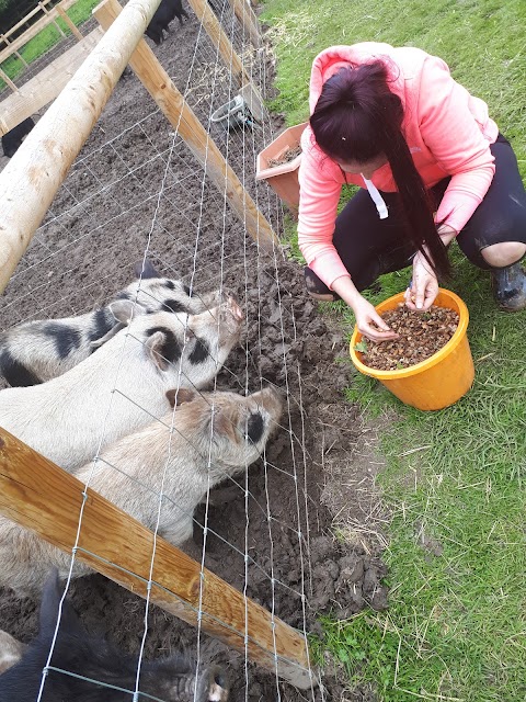 Kew Little Pigs Farm