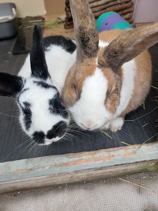 Bramble Lodge Luxury Small Animal Boarding Hotel (not cat's or dog's)