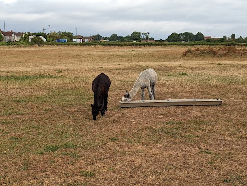 Wolfridge Alpaca Barn