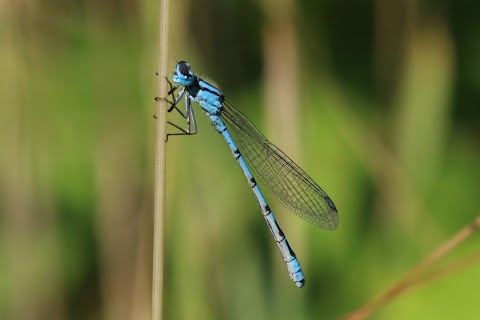 RSPB St Aidan's