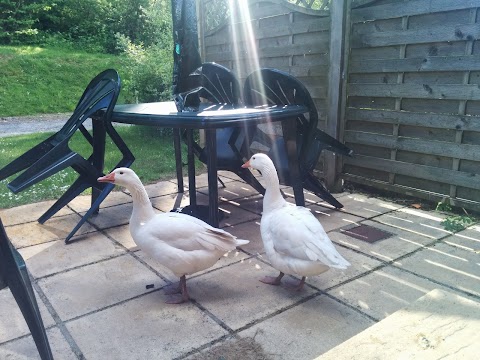 Duffryn Farm Cottages