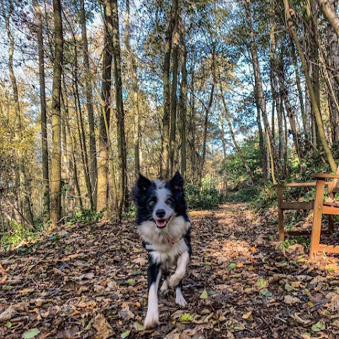 Brookfields Boarding and Canine Care Centre