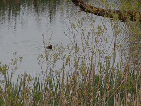 Darwin's Walk Pond