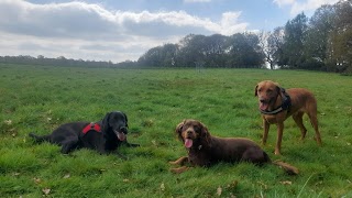 Happy Paws Leeds Dog Walks