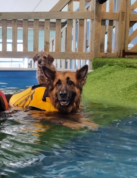 Paws In The Pool!