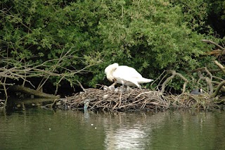 Cygnet Lake