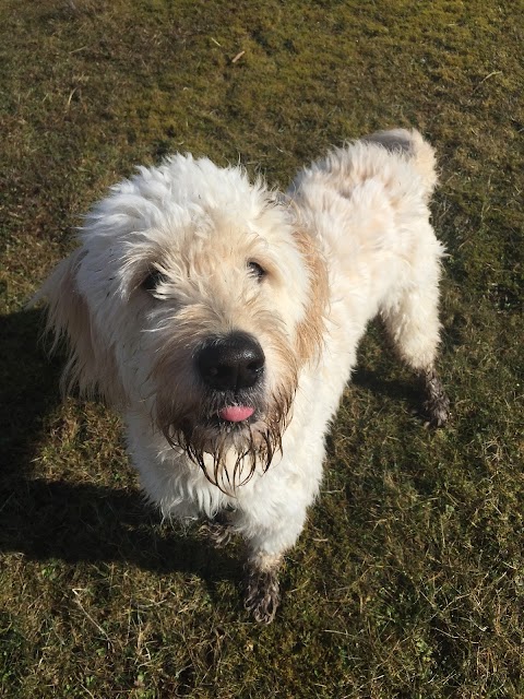 Canine Kindergarten Alsager