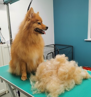 Hairy Poppins Hampshire: Dog Grooming and Day Care