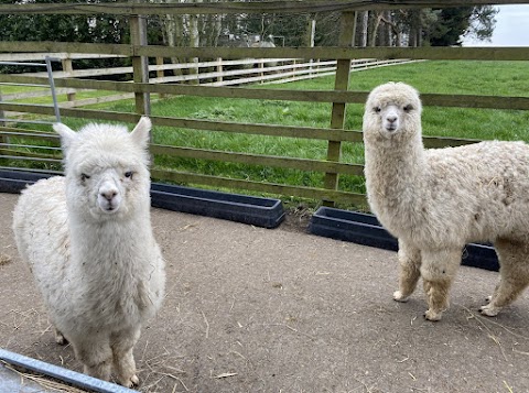 Burnroot Alpacas and camping