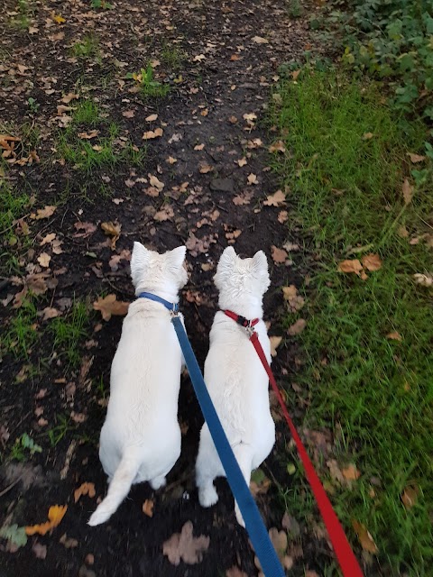 Lady and the Hound Dog Walking