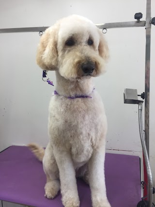 Rugby Dog Grooming