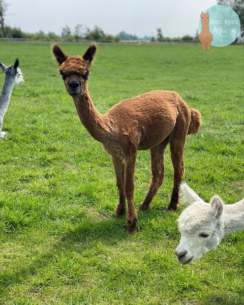 Ings Park Alpacas