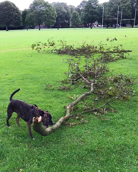 Pontcanna Dog Walking