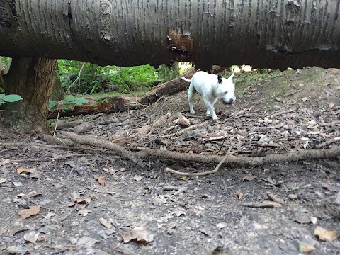 Hounds & Bounds, Woodland Walkies and Bark & Bound