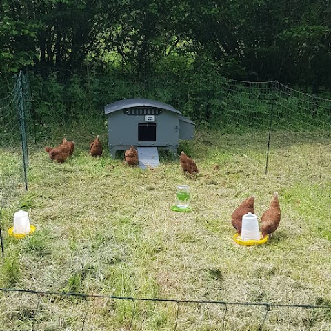 A L Y N Kennels And Cattery