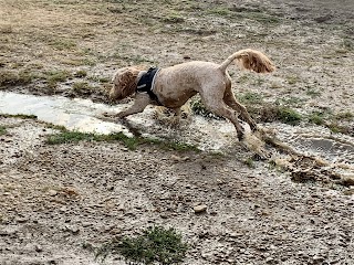 Highcliffe Happy Dogs