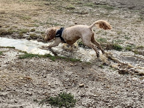 Highcliffe Happy Dogs