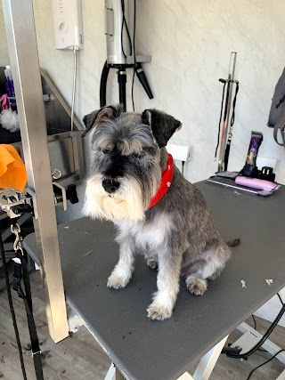 Millie’s Parlour - Dog Grooming