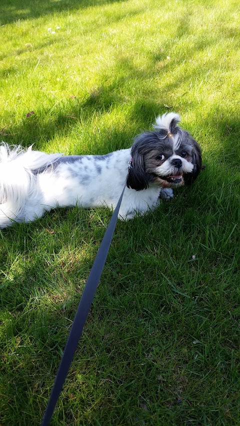 Waggytails Dog Walking in South Liverpool