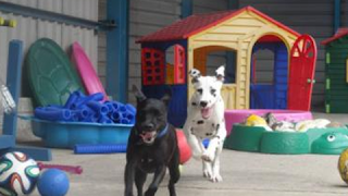 Springvale Canine Creche Ltd