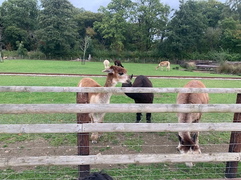 Walnut Tree Farm Park