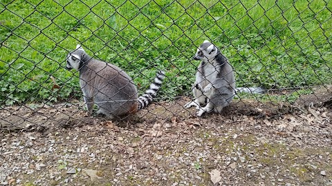 C&J's Animal Park