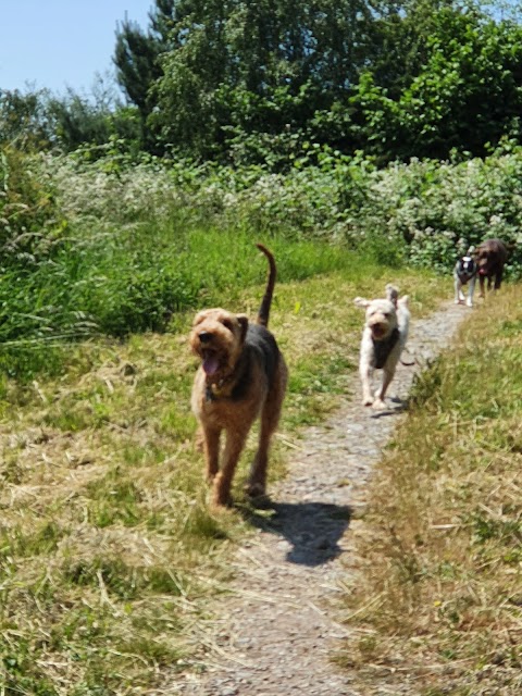 Wirral coastal dog walking service