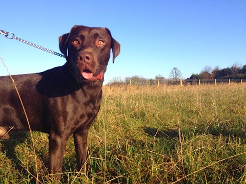 Dog Walker 4U & Lowfield Meadow Dog Park