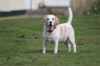 Pawsome Walks Plymouth