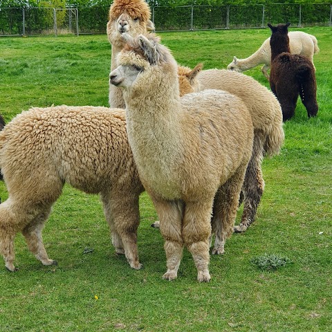 Marshland Alpacas Campsite