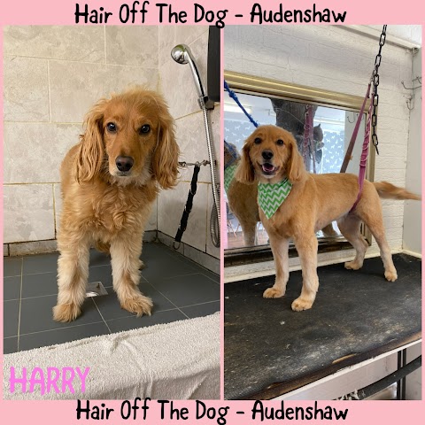 Hair Off the Dog