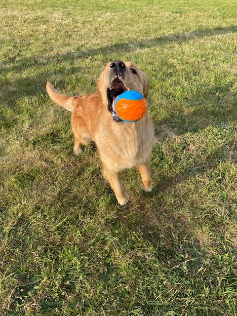 Fur Crate Escapes Dog Walking