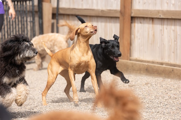 Canine Country Club, West Des Moines, IA