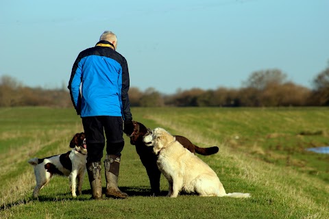 Dogs and Bone