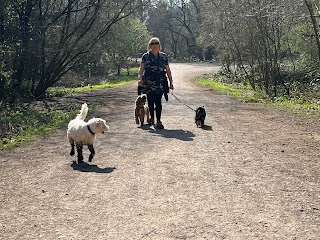 Caldy Valley Dog Walking