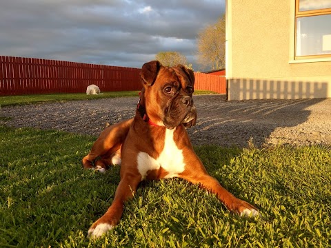 Aldergrove Animals Boarding Kennels & Dog Grooming