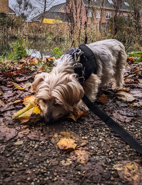 Woodland Trails Dog Walks