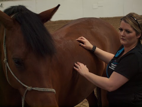 Aberdeen Animal Chiropractic