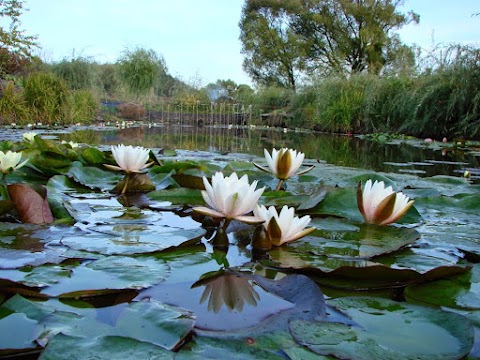 Водяна лілія