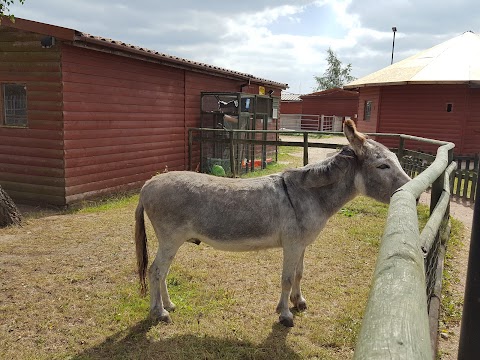 Willow Tree Family Farm