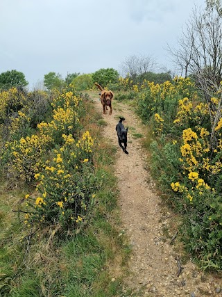 Paws On SE London Dog Walking