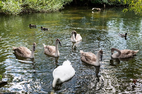 Christchurch Meadows