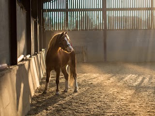 The Equine Vet Clinic