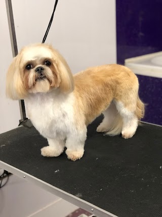 Million-Fur Dog Grooming