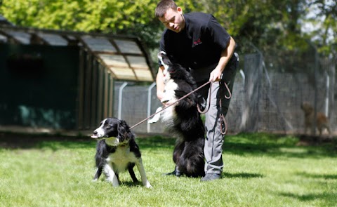 Applemore Kennels & Cattery