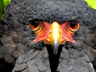 The Raptor Centre