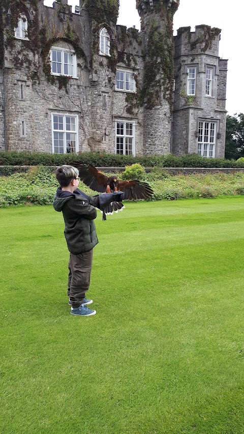 Dublin Falconry