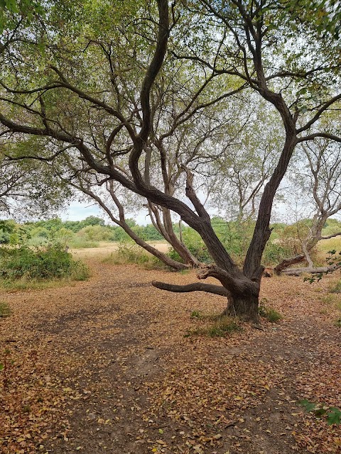 Warsash Common