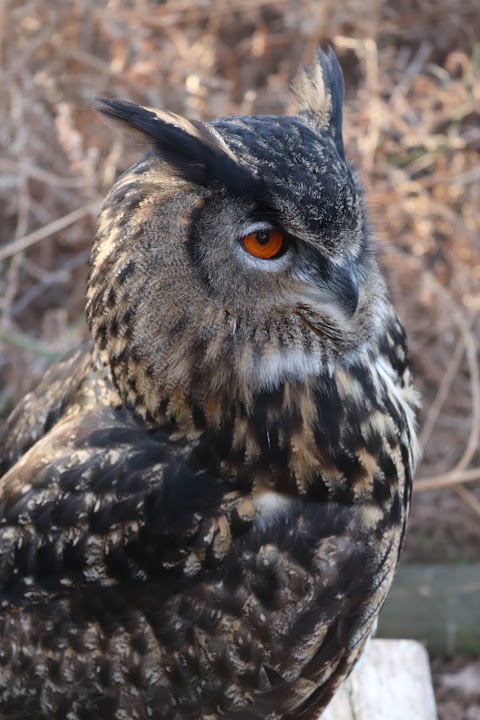 Falconry Centre